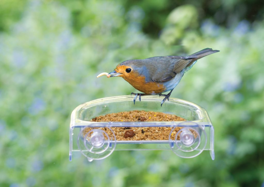 Vogel auf einem Vogelhäuschen