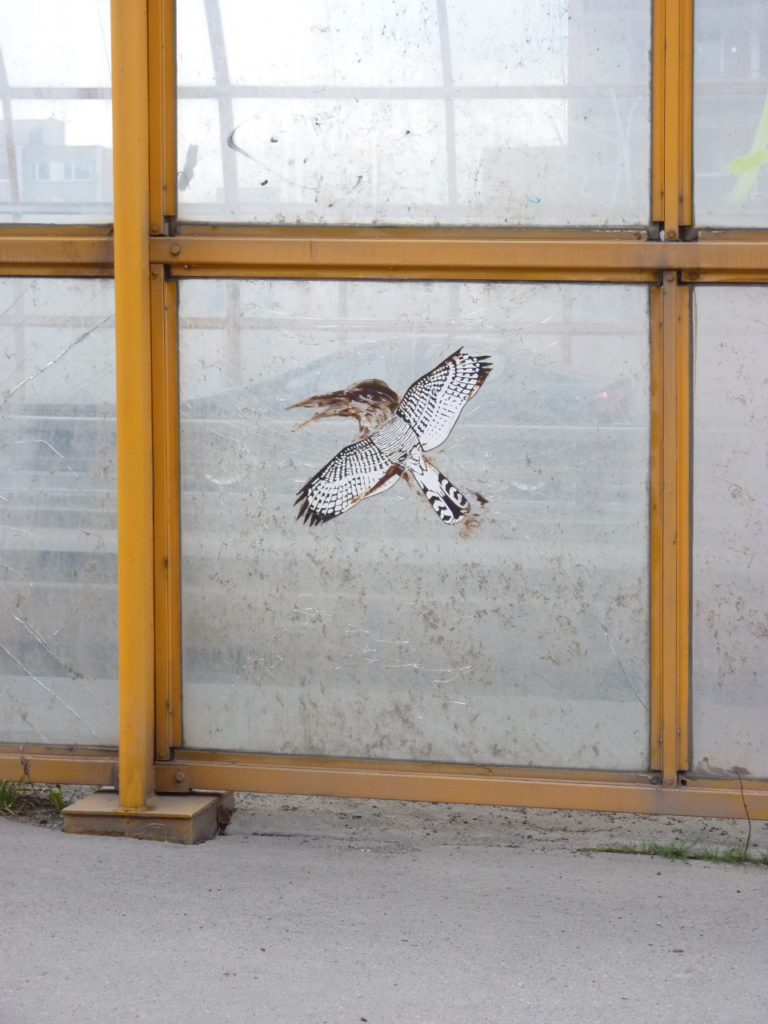 Aufkleber mit einem Greifvogel 