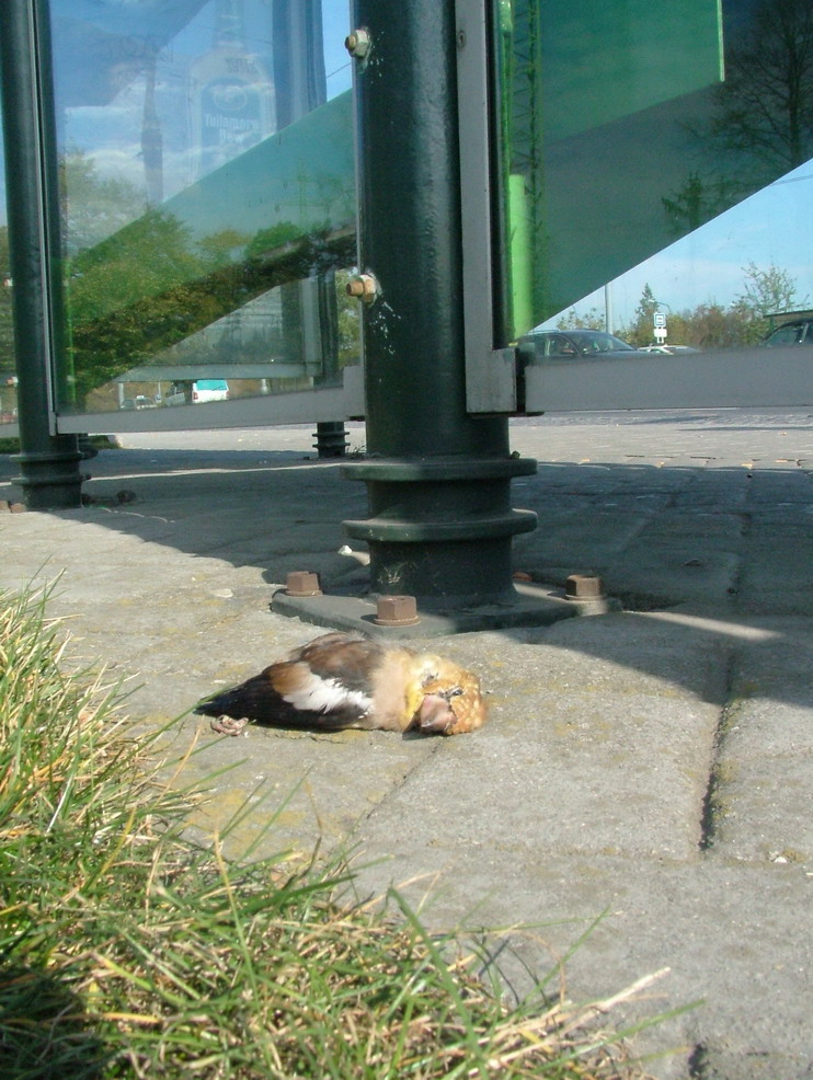 Dead bird next to bus station