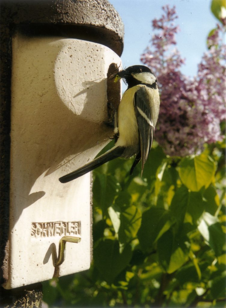 Meise auf einem Vogelhaus