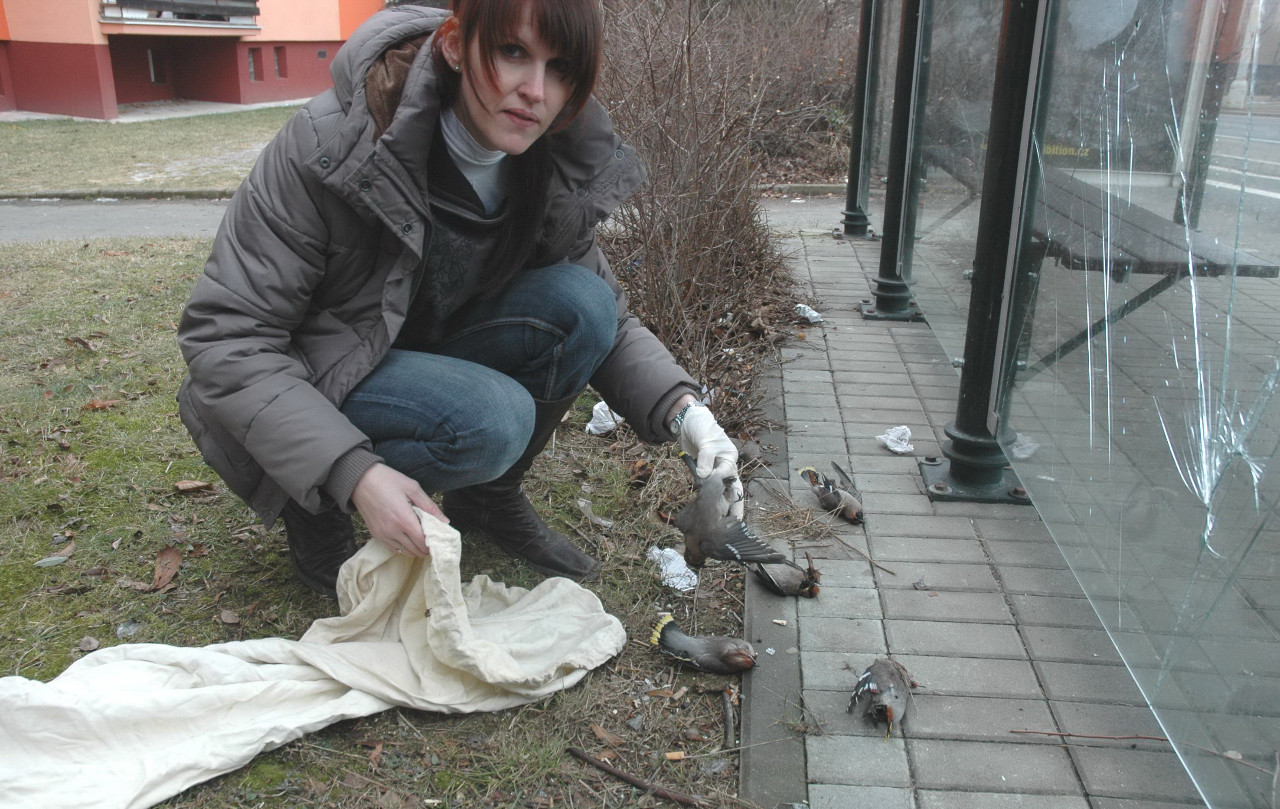 Dead birds next to bus station