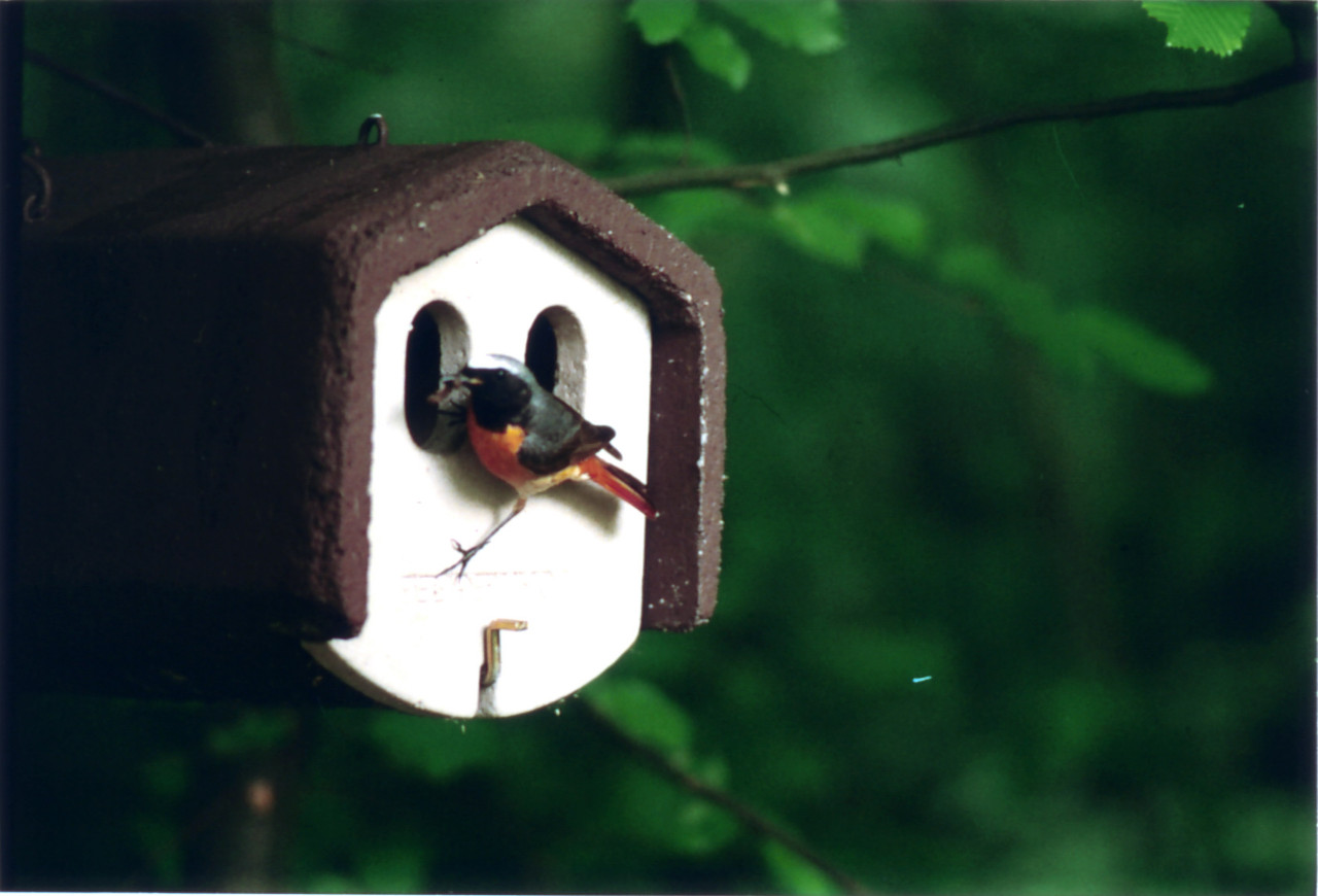 Nesting box with two entrance holes