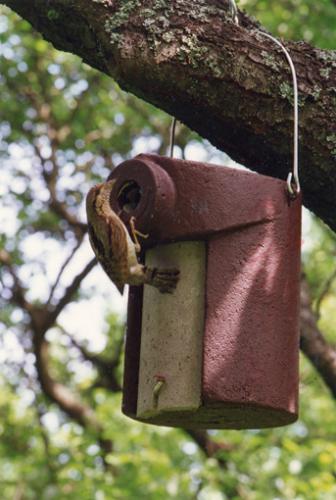 3SV nesting box