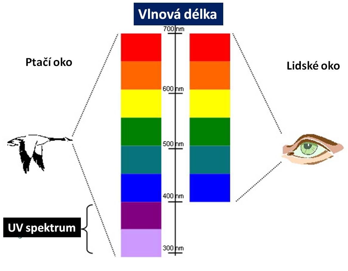 Reflektierte UV-Strahlung