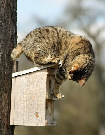 Cat sitting on nesting box