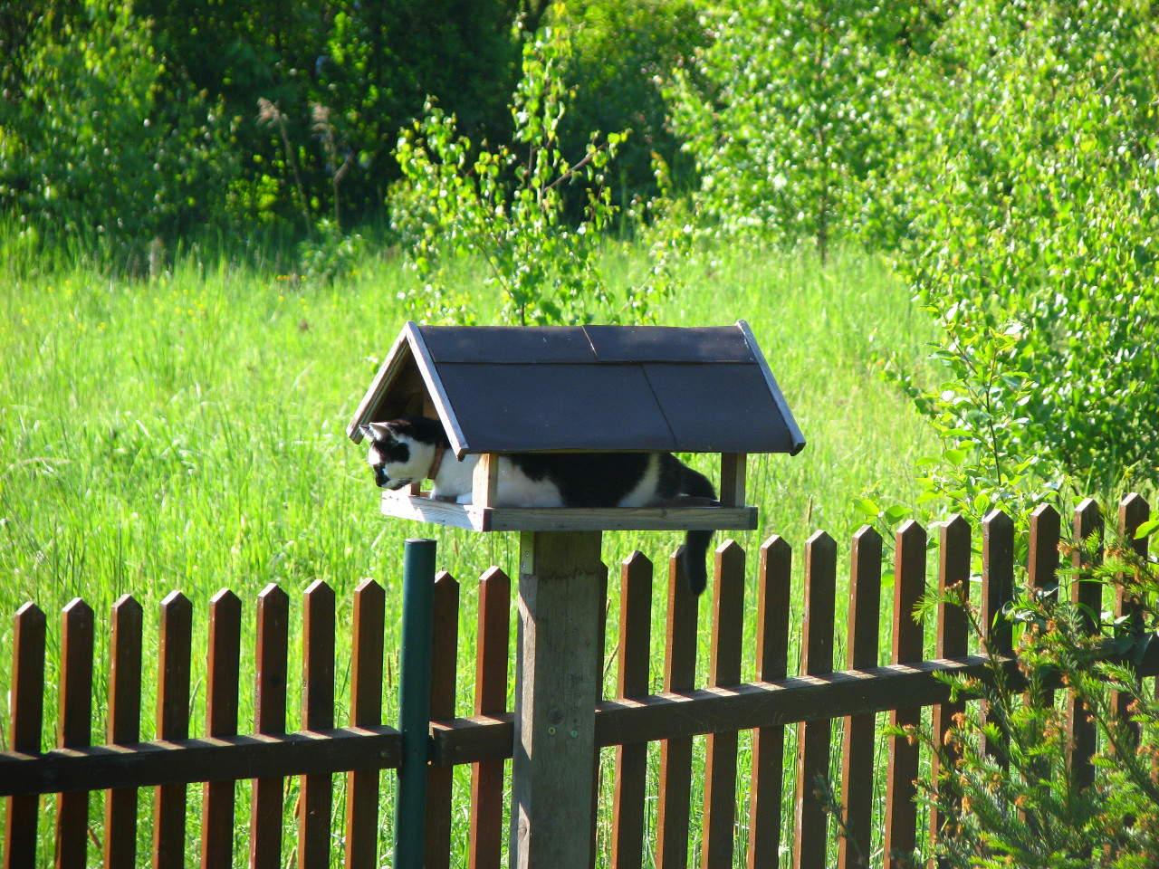 Bird table cat inside