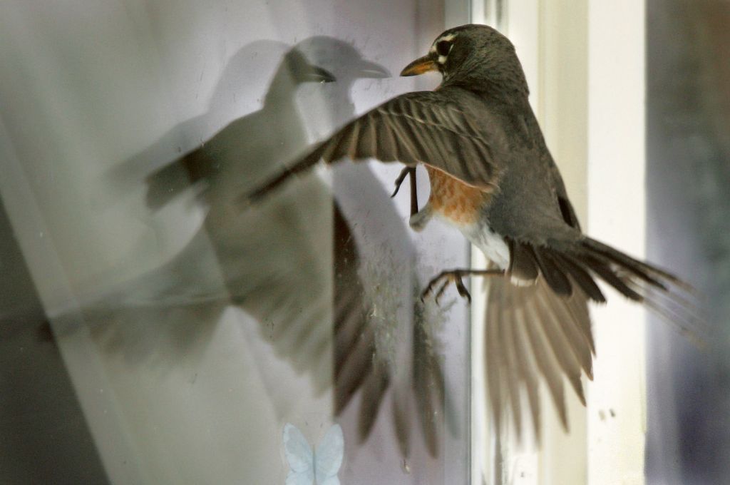 Bird reflected in the window