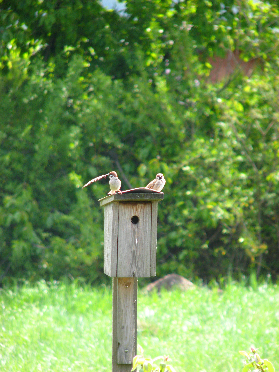 Wooden bird box