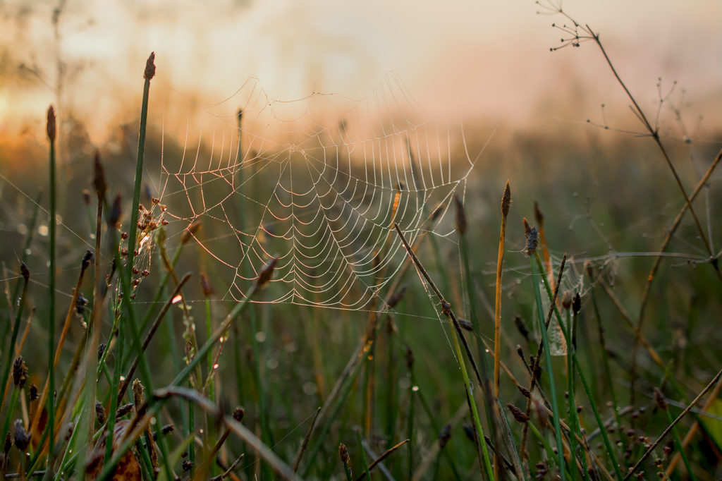 Spinnennetz auf der Wiese