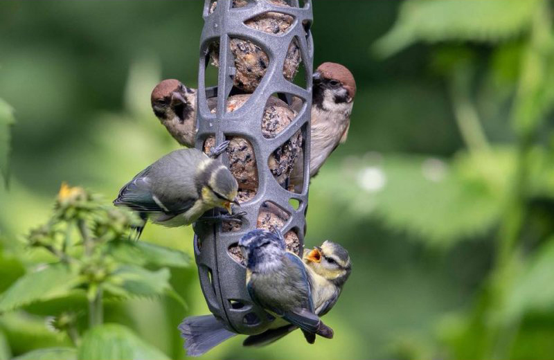 Suet balls in feeder