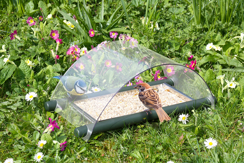 Feeding birds on the ground